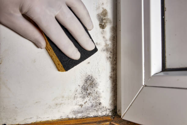 Environmental Consulting for Mold Prevention